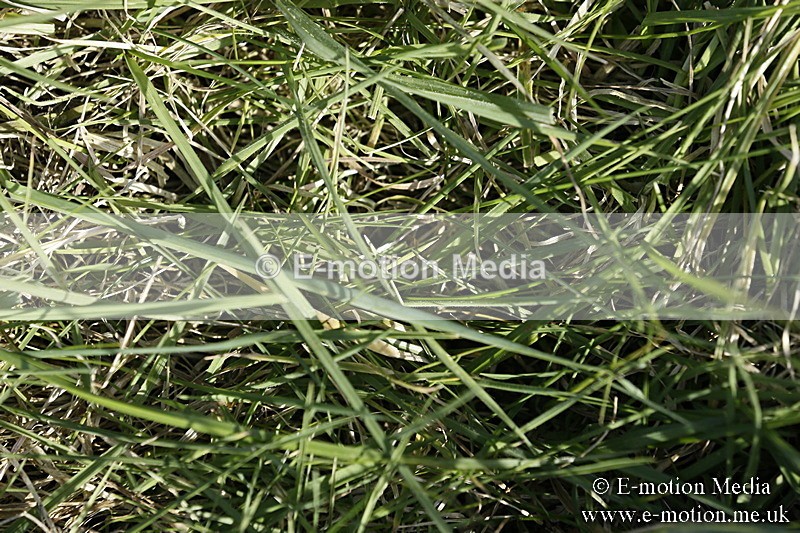 PtP 250317 242 - V.W.H. Hunt Point-to-Point Siddington 25/03/17