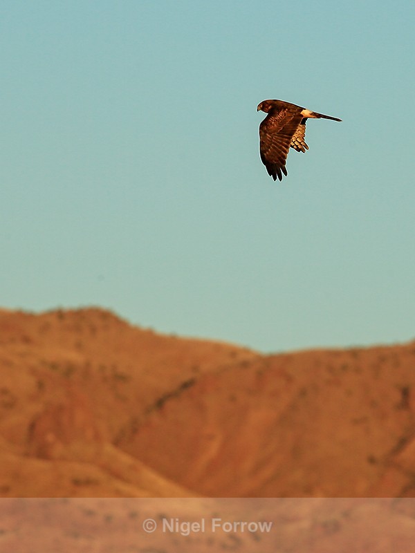 Northern Harrier (female) flying early morning, New Mexico - Northern Harrier