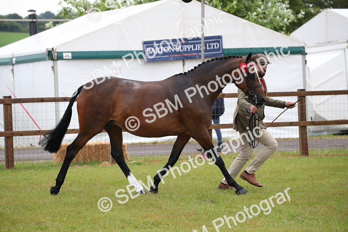 SBM_00122 - Class 17-20 - Arab & Part Bred - Anglo Arab In Hand
