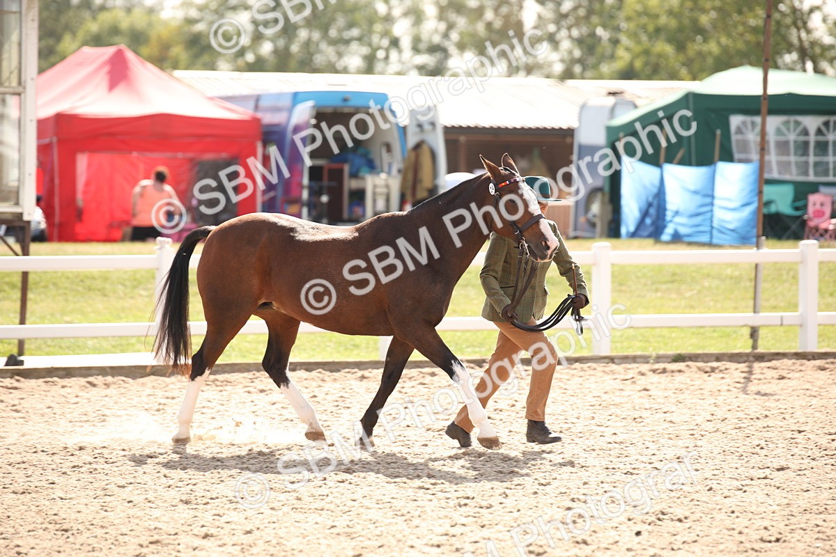 SBM_07400 - Class 26 IH Foreign Breeds -Part bred