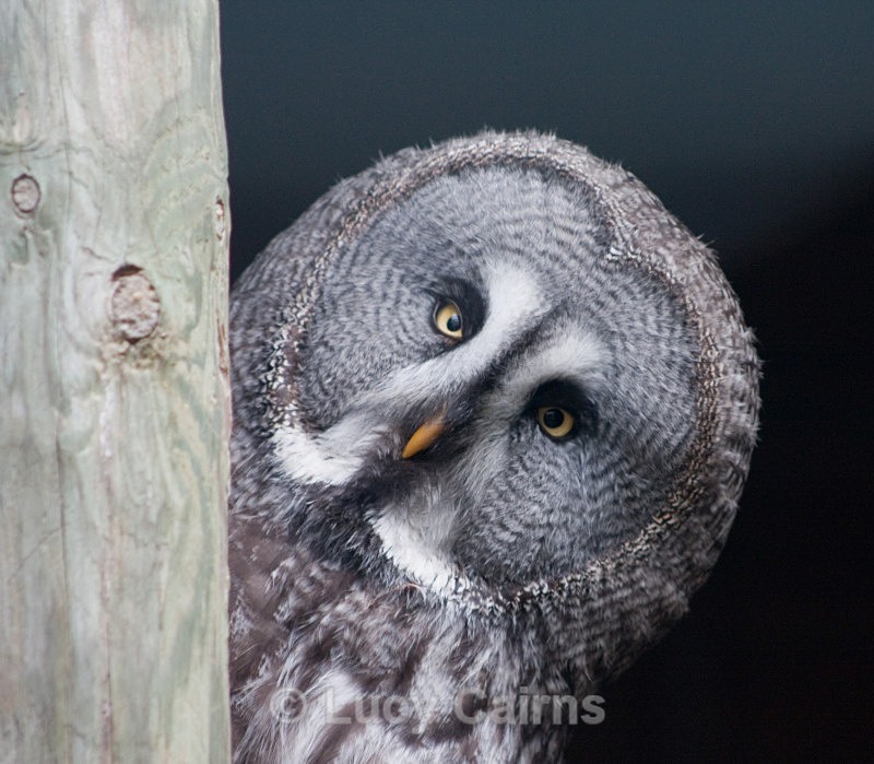  - Birds of Prey