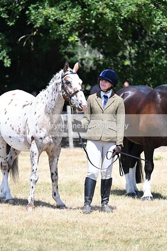 WJ7_2364 - Class 5a Most Handsome Gelding in hand (above 14.2hh)