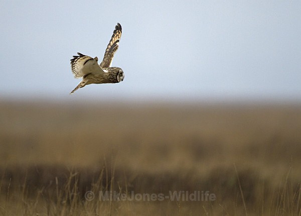 SHORT EARED OWL / REF SEO 5 - SHORT EARED OWLS