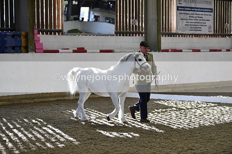 WJ5_3645 - Class 5 In Hand Veterans