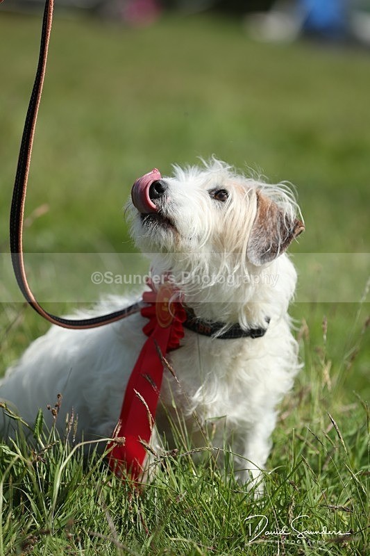 SPXX0613 - Dog show
