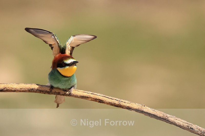 European Bee-eater stretches wings, Montgai, Spain - European Bee-Eater