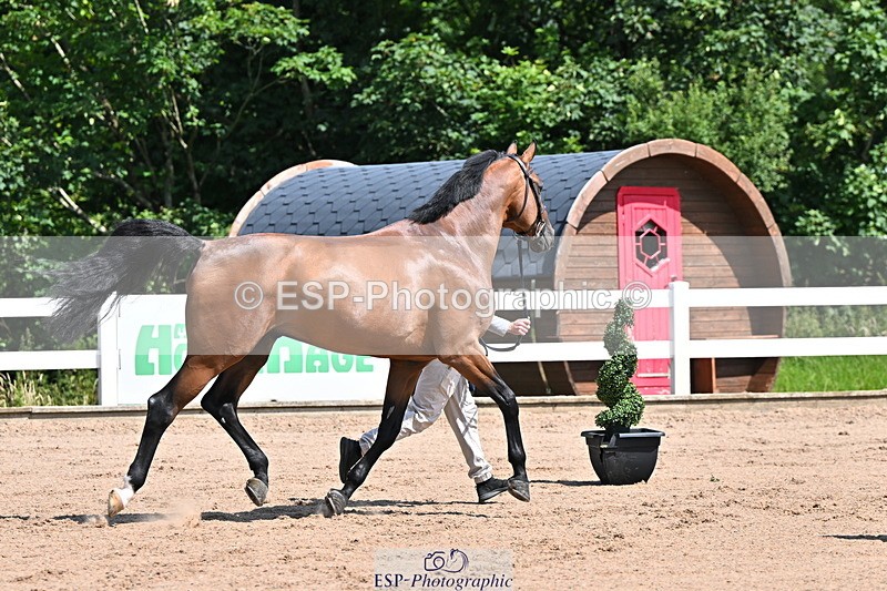 240718A-105239-00973 - Trot Up 11am to 12pm