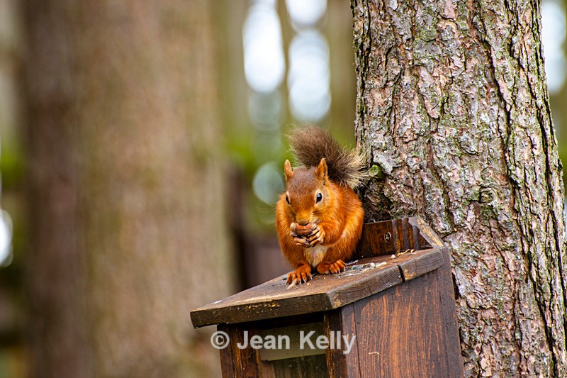 Red Squirrel - DSC_7114 - Squirrels