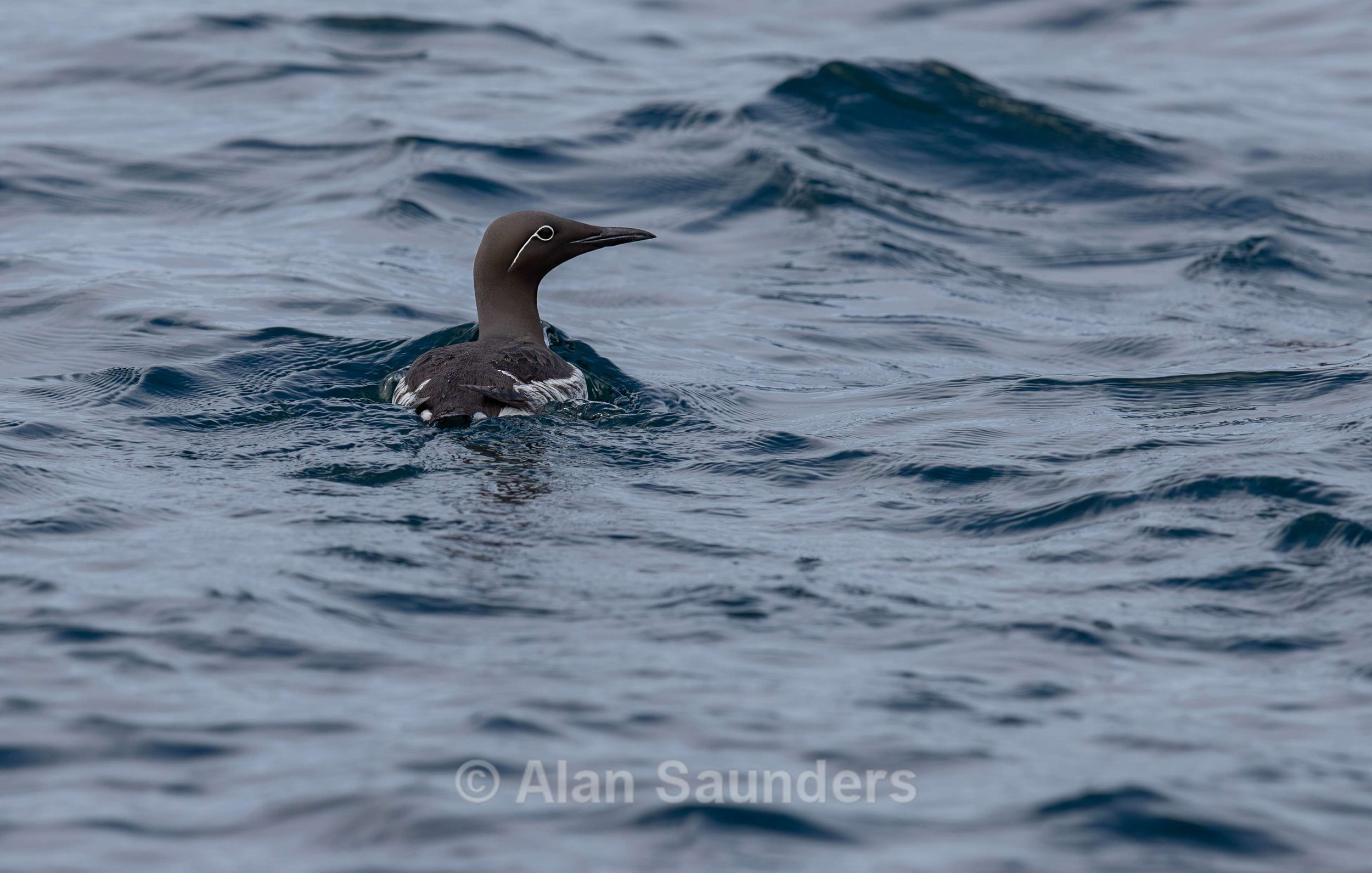 Bridled Guillemot 1