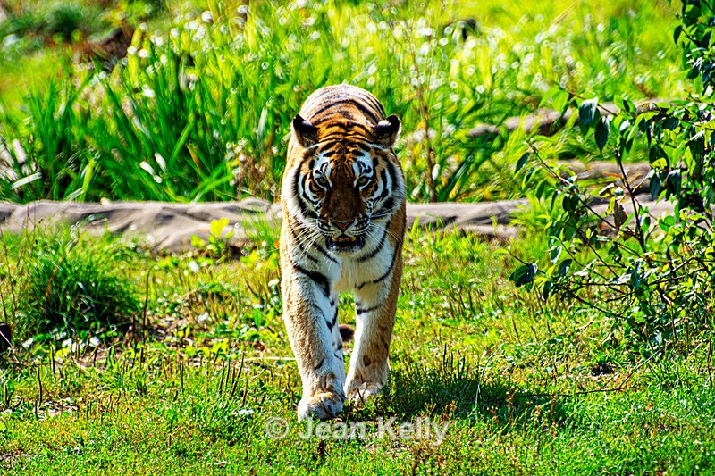 Amur Tiger - DSC_0150 - Cats