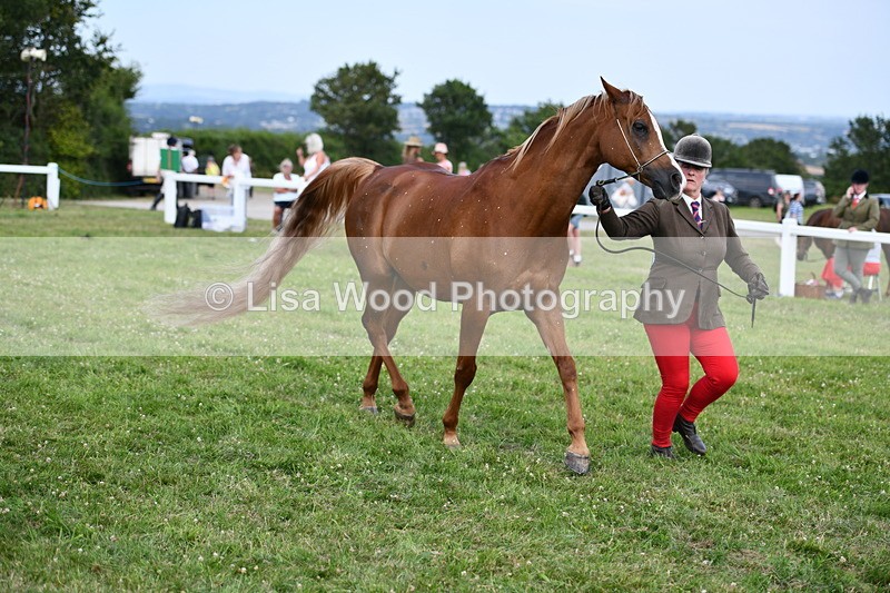 DSC_8532 - Class 69: Pure, Anglo & Part Bred In Hand Arab