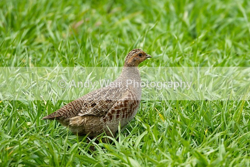 20120508-_MG_9946 - Gamebirds