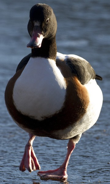  - SHELDUCKS