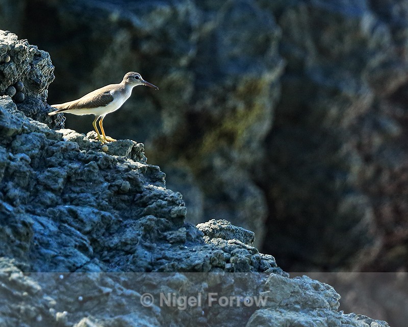 Spotted Sandpiper standing on rock, Casa Corcovado, Costa Rica - Spotted Sandpiper