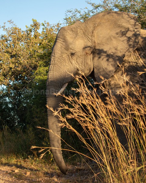 safari-245 - African Wildlife