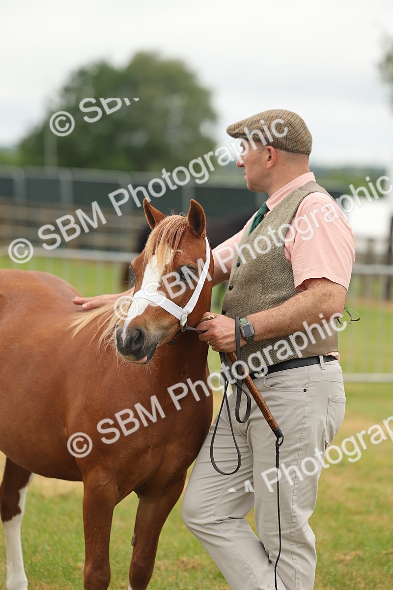 SBM_01577 - Class 50-57 - M&M Welsh Pony In Hand