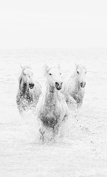  - Black & White