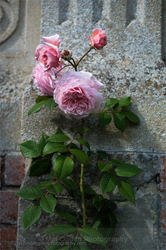 Only a Rose - Flora & Fauna