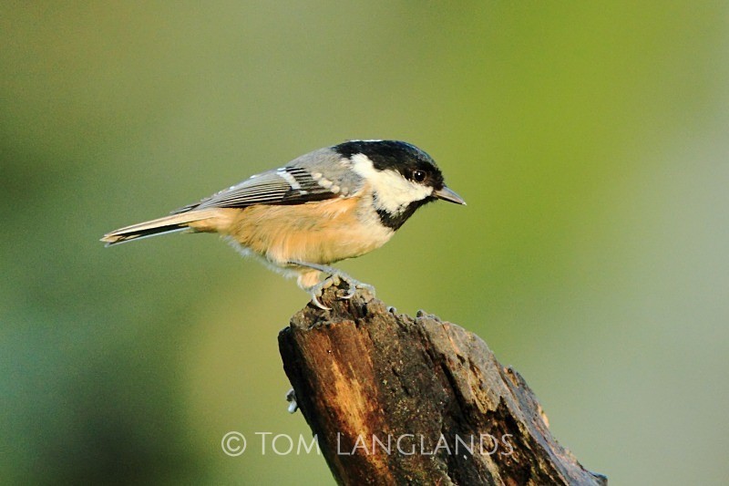 Coal Tit - All Other Birds