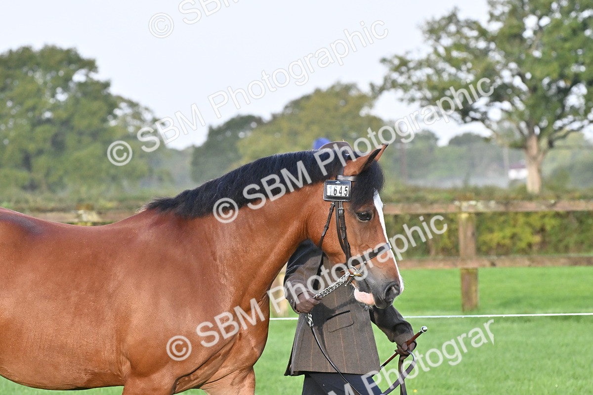SBM_32556 - S15 - Top Turnout In Hand