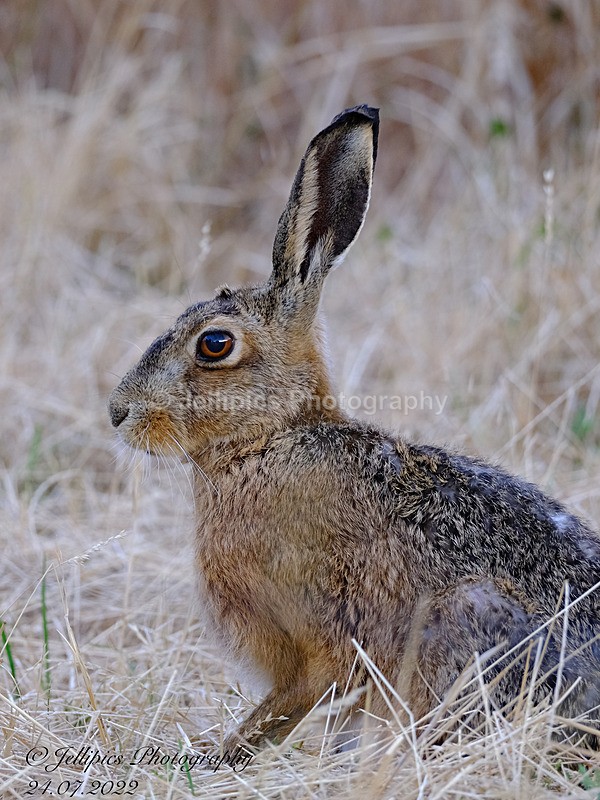  - Wildlife and Nature