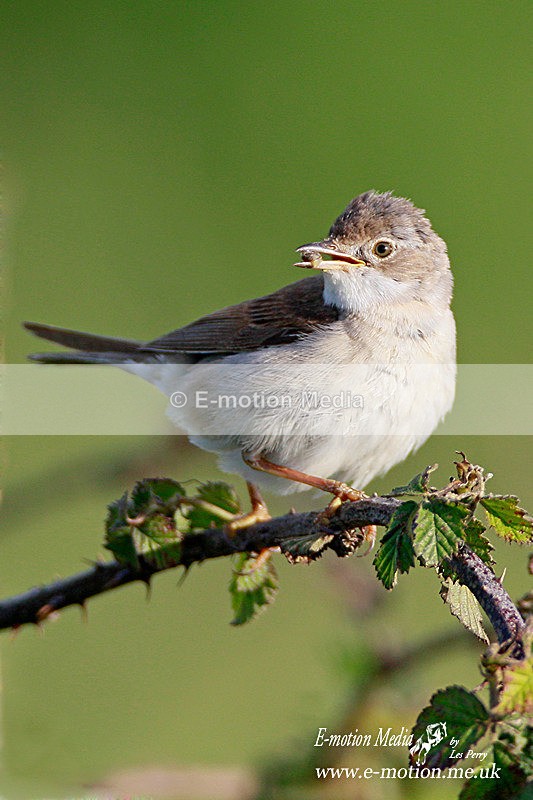 Whitethroat 090612 13 - Nature
