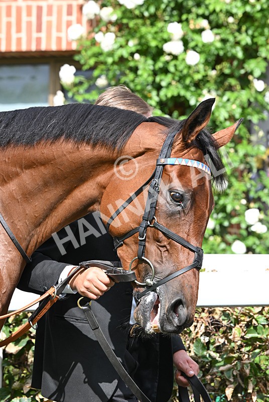 220826-174 Opportunity - Race 4 15.35pm Sky Bet Ebor Handicap