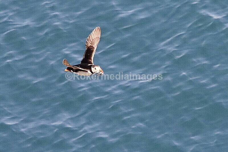 _56A7222 - Skomer 2019