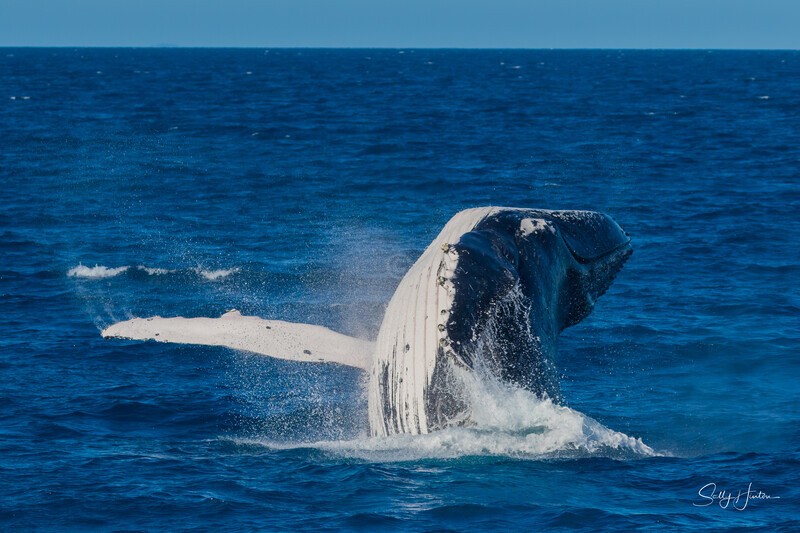 HB Breach 17. 0A3A6359 - 2025 Hervey Bay Whales