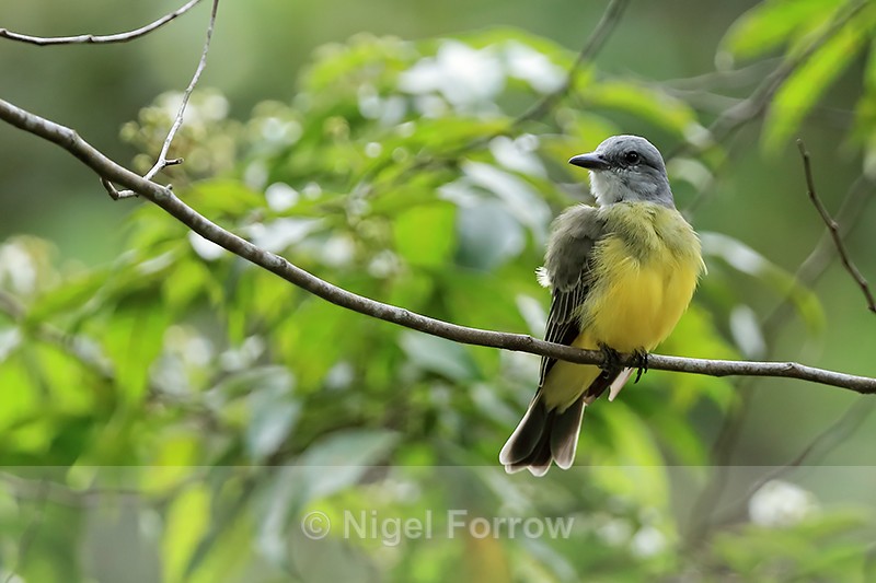 Tropical Kingbird perched, Gamboa, Panama - Tropical Kingbird