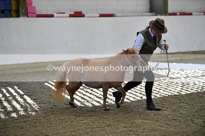 WJ5_3876 - Class 5 In Hand Veterans