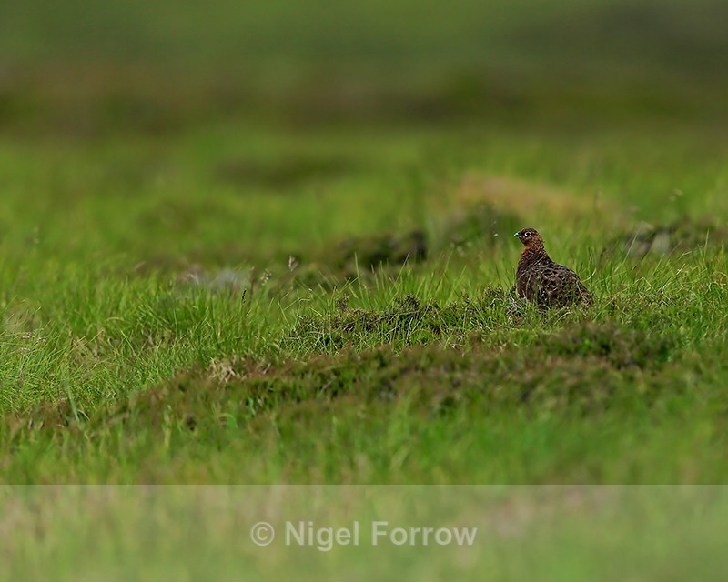 Red Grouse on Scottish moor - Red Grouse