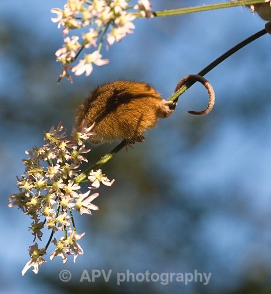 _DSC8284 - Bob's Harvest Mice.