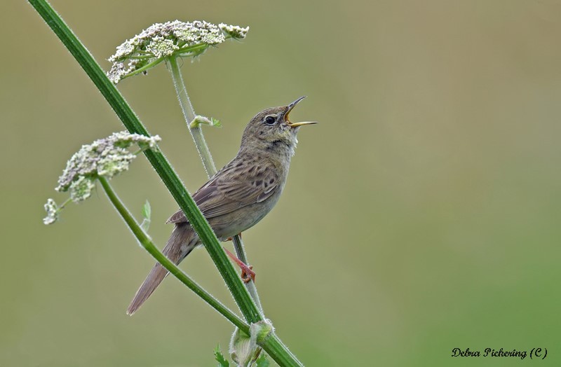 Grasshopper Warbler - Birds