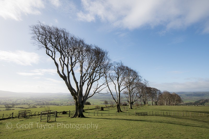 0584 Linley Beeches - Stiperstones