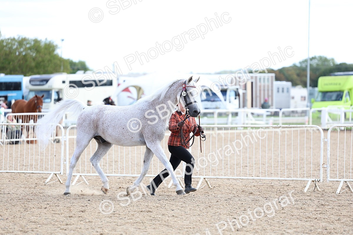 SBM_18724 - Class 317 - IH Pure Bred Horse-Pony