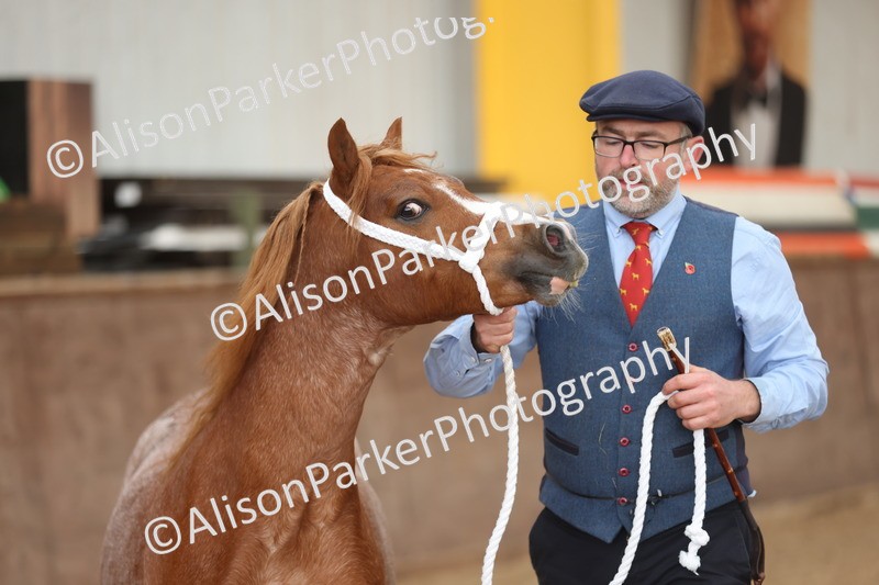20251109-0514 - Class 18 - Yearling, Colt, Filly or Gelding