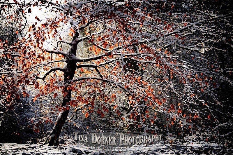 Young beech tree in snow with brown leaves. Winter Landscape portfolio by Tina Dorner Photography,  Forest of Dean and Wye Valley, Gloucestershire