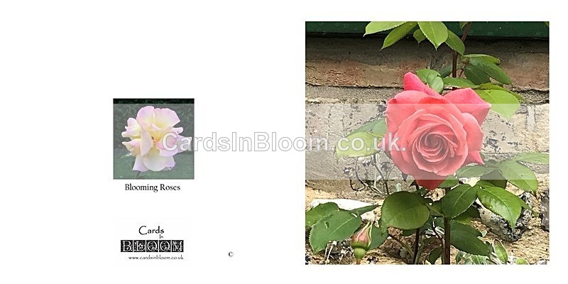 04 A New Dawn - A NEW DAWN