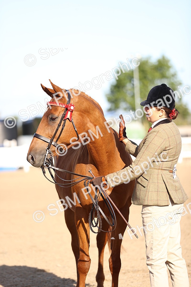SBM_08381 - Class 401 - IH Veteran Horse