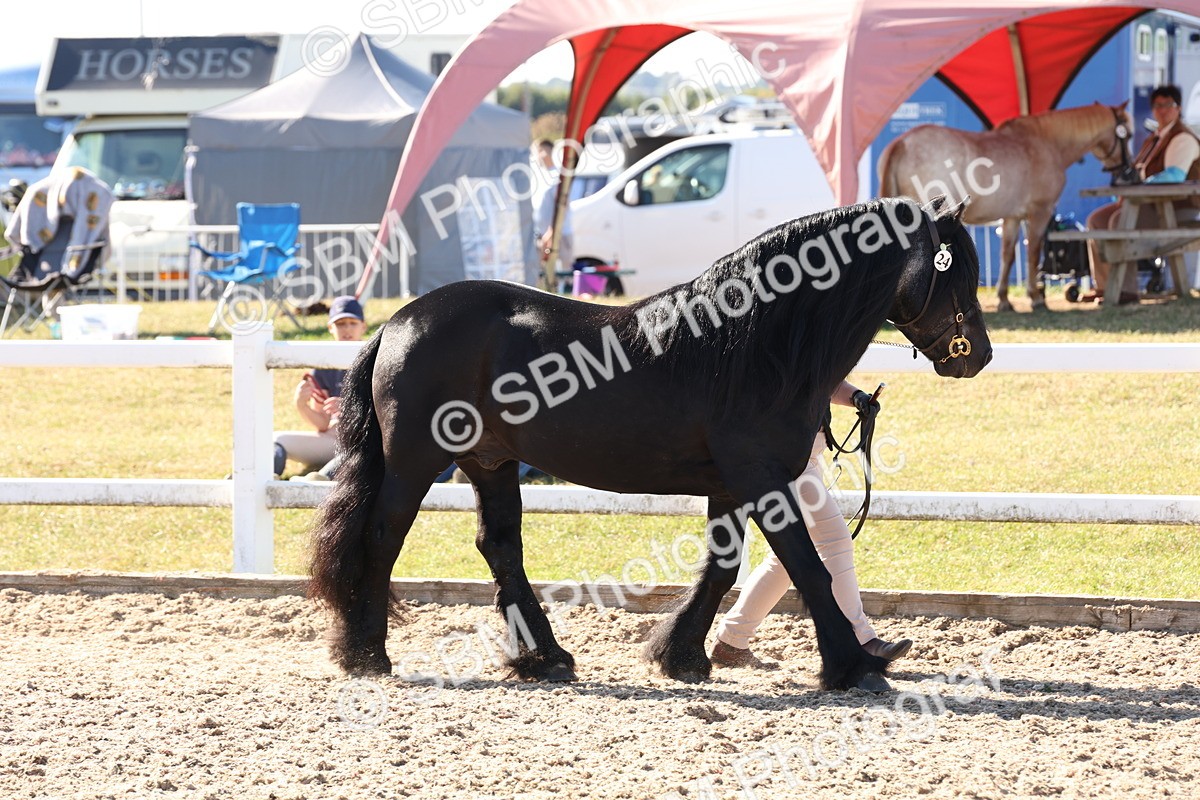 SBM_12880 - Class 206 - IH Non Show Type Pony