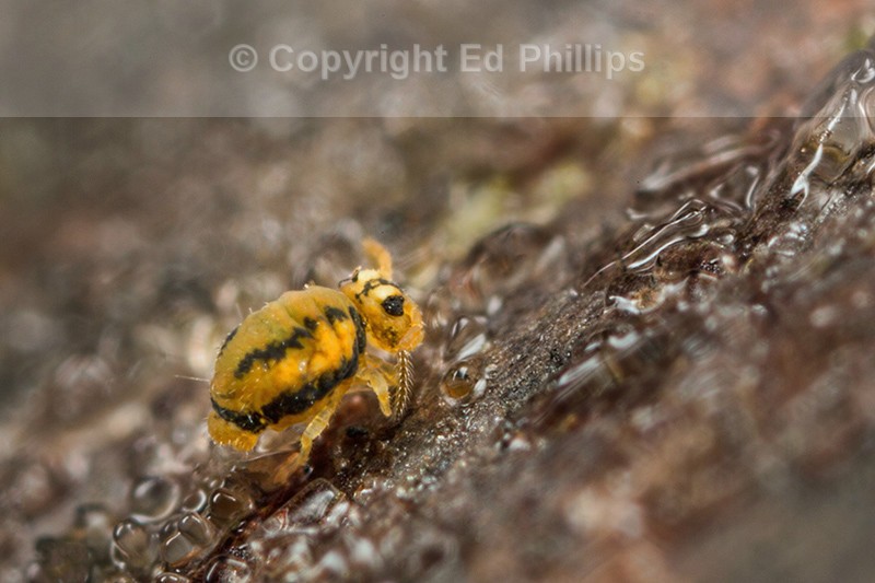 Sminthurinus elegans