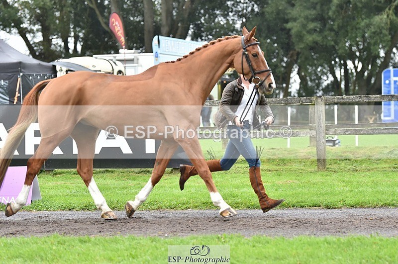 231018-123738-00409 - 049-AUGUSTUS.IMPERIOUS-Ines.Mitchell-TrotUp