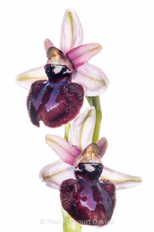  - WB: Orchids - Ophrys