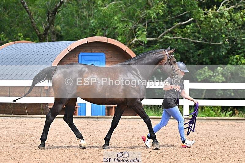 240718A-105304-01521 - Trot Up 12pm to 1pm