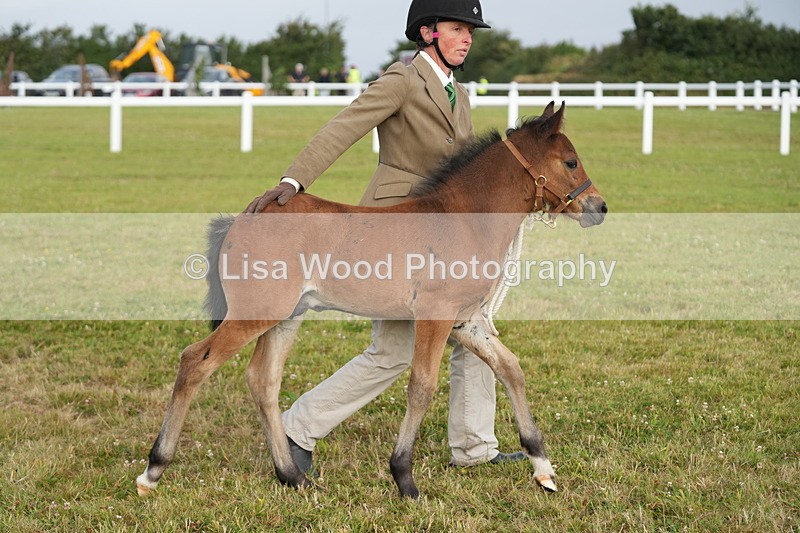 DSC04458 - Classes 44 & 45: NPS M&M Brood Mare and Foal