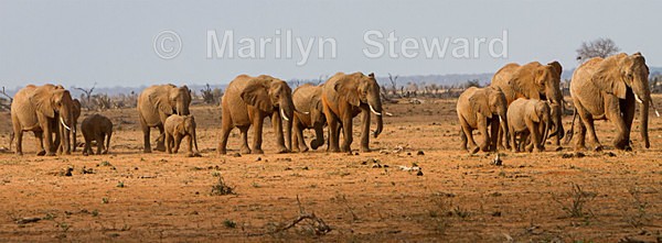 Elephants on the move - Exhibition acceptances