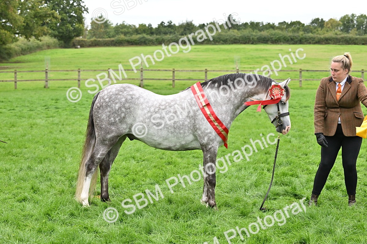SBM_65023 - In Hand Pony & Younstock Supreme Championship
