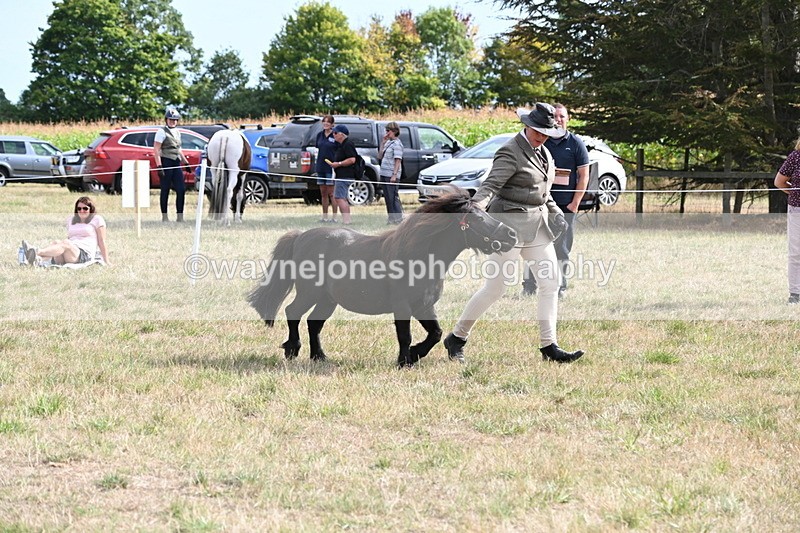 WJ6_7030 - Class 21 Shetland & Mini Horses