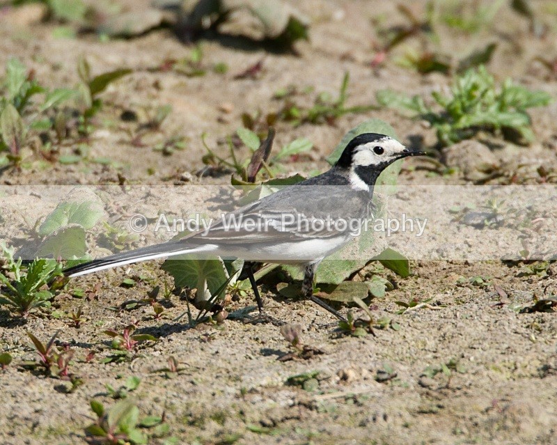 20110422-IMG_4711 - Pipits & Wagtails